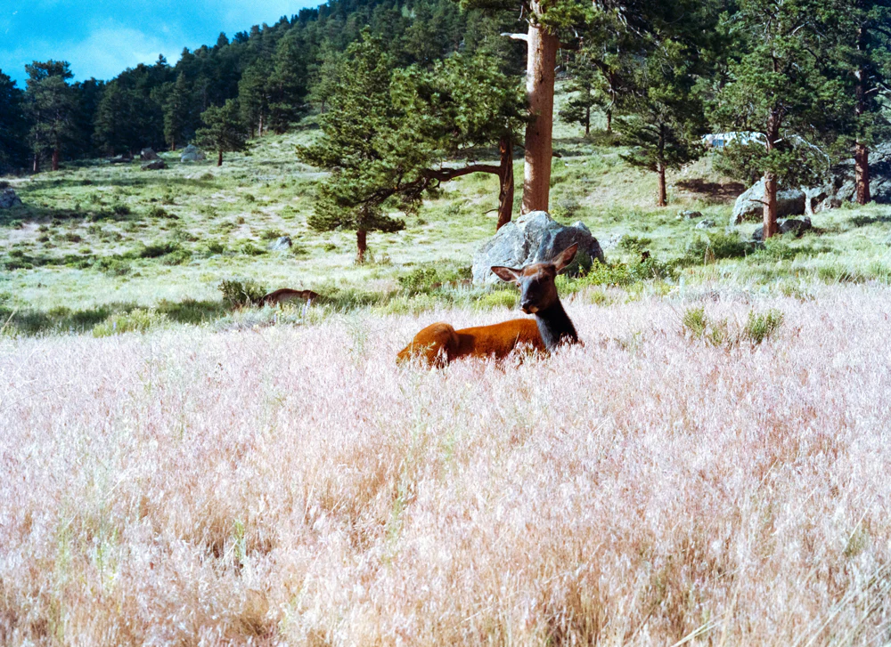 Cinestill 400D :: Color - Image 2