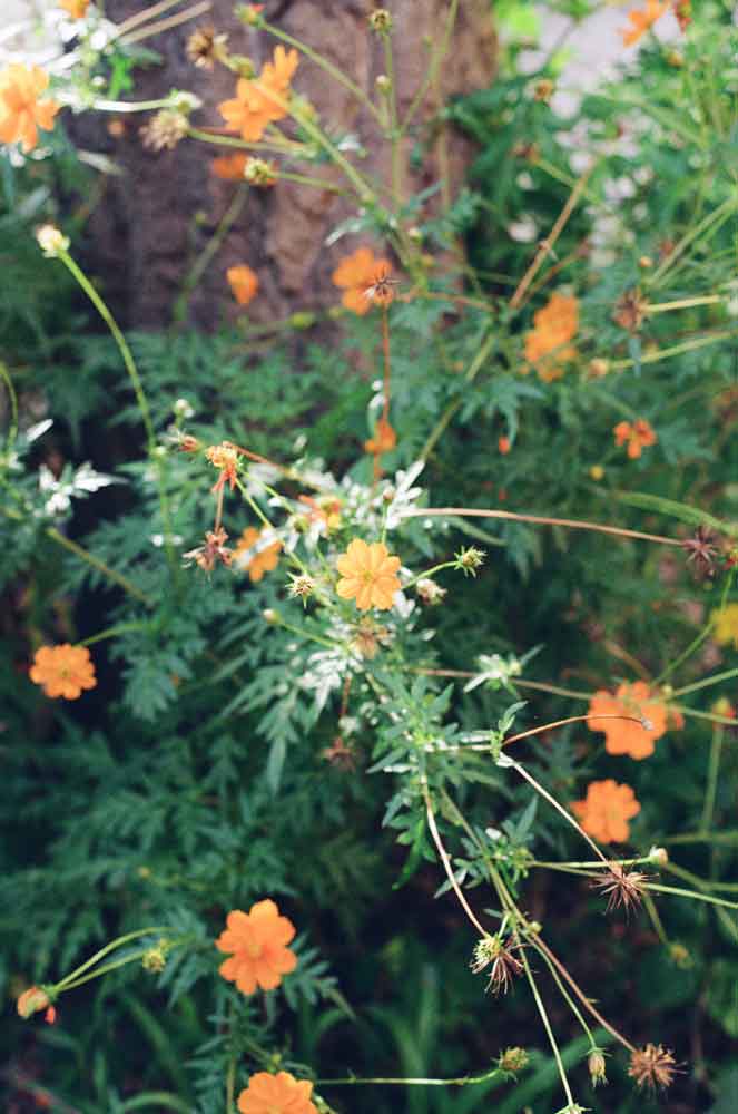 Eastman Kodak Kodacolor 200 :: Color - Image 3