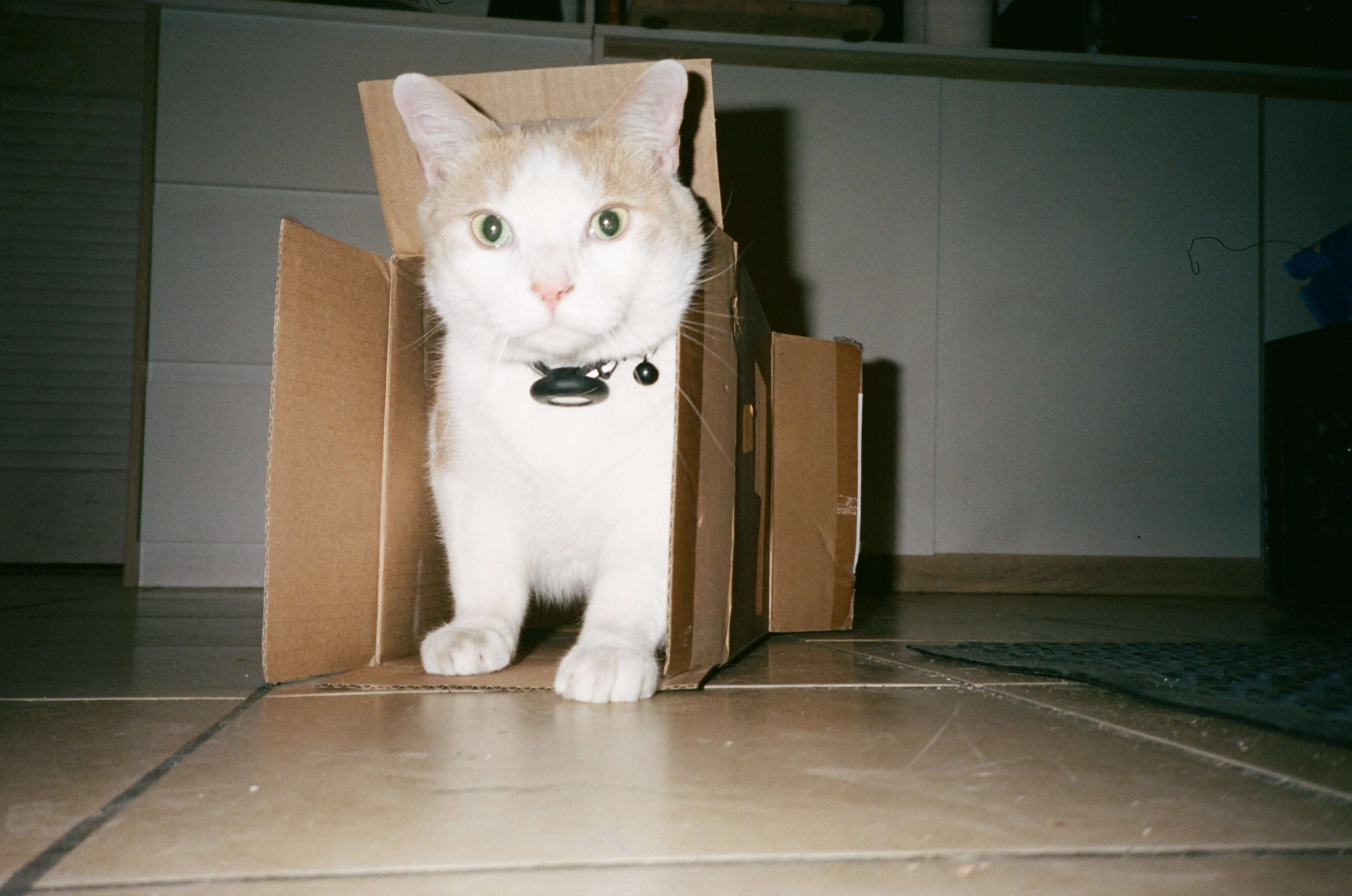 Kodak Portra 400 Color - Image 4