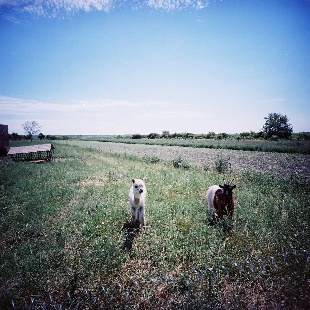 Lomography 100 | Color - Image 11