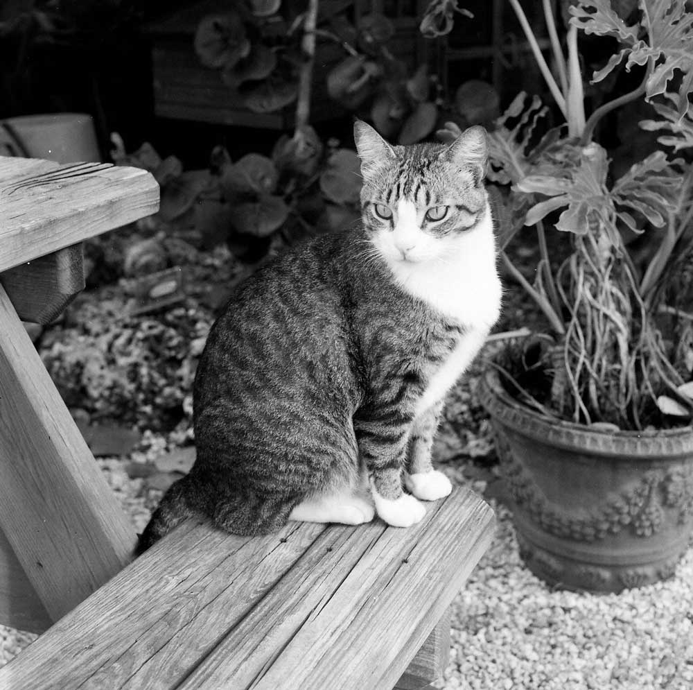 Lomography Lady Grey :: B&W - Image 12