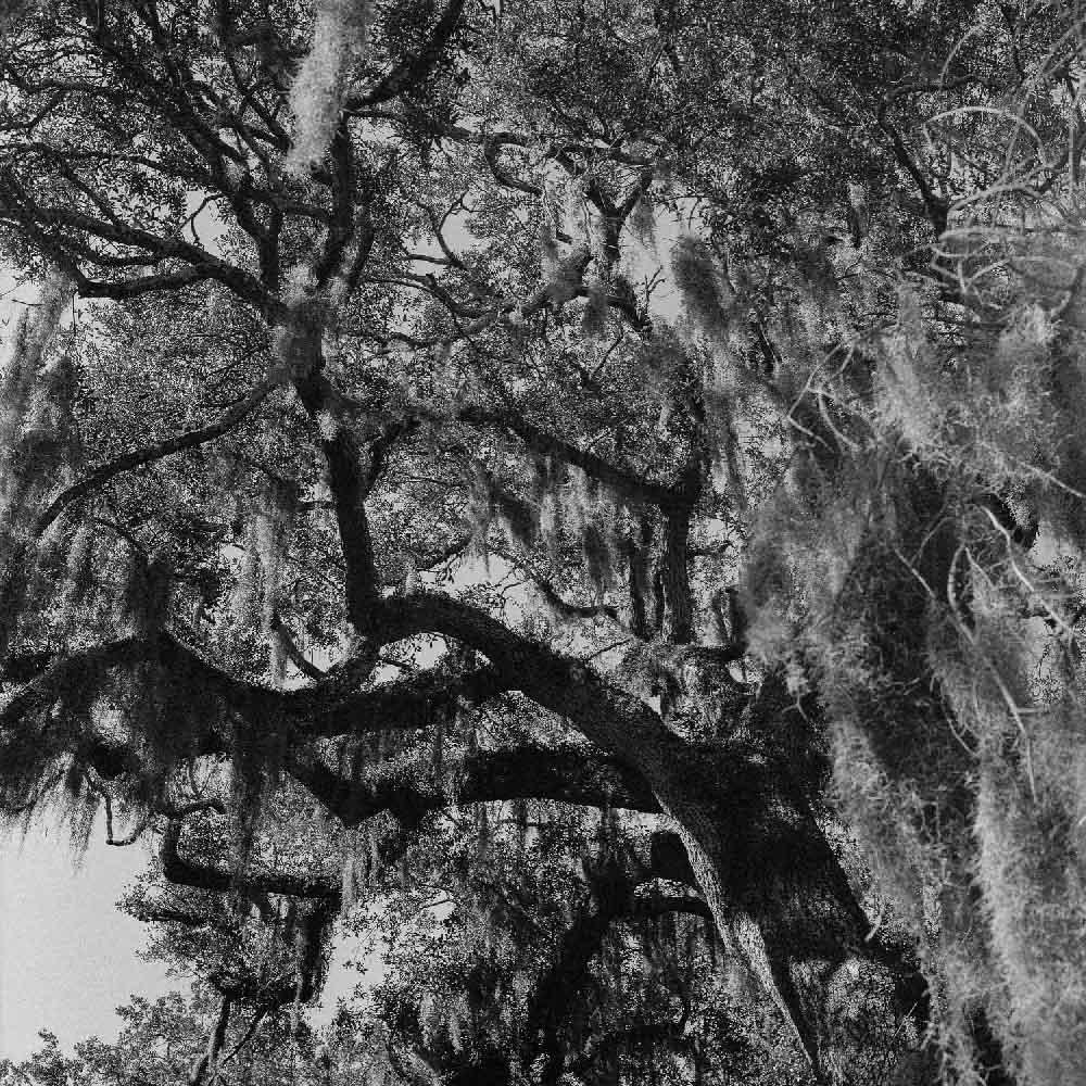 Lomography Lady Grey :: B&W - Image 18