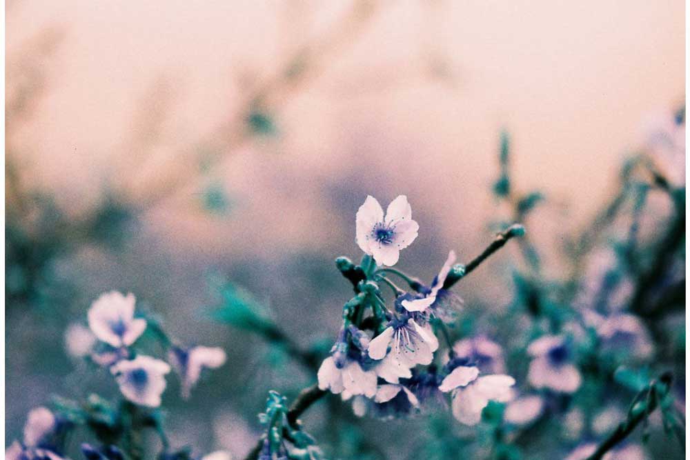 LomoChrome Turquoise | Color - Image 2