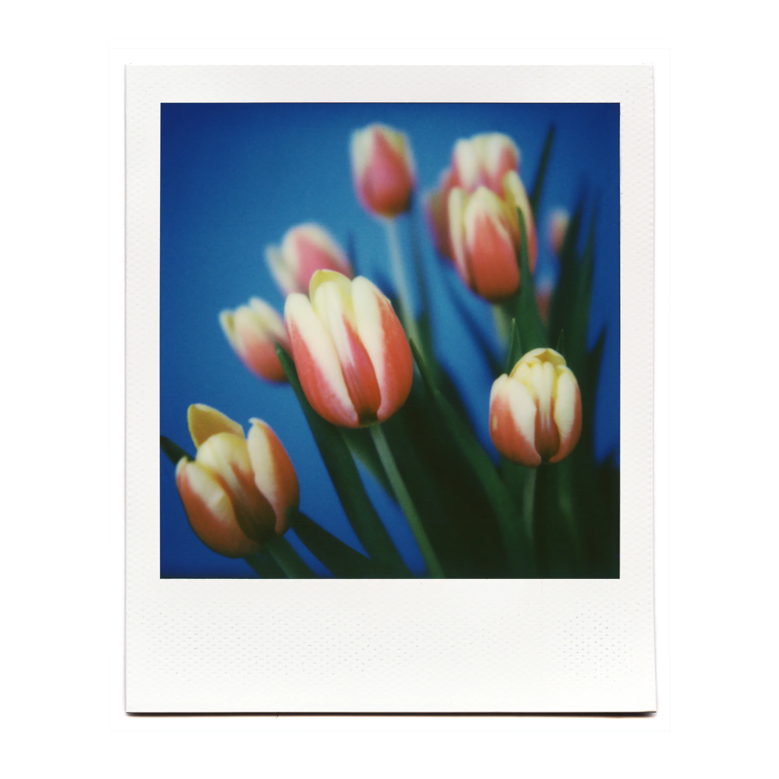 Macro Lens Set - Image 15