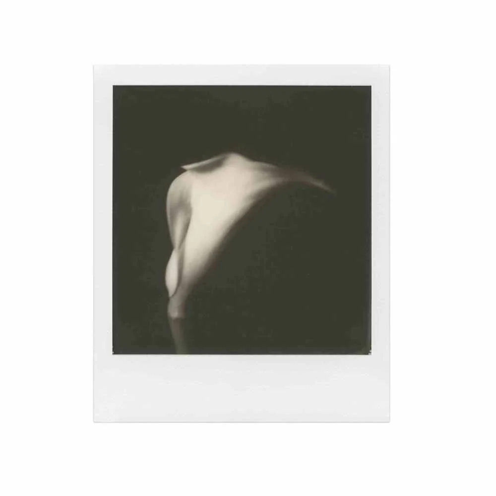 Polaroid 600 - B&W Film - Image 3