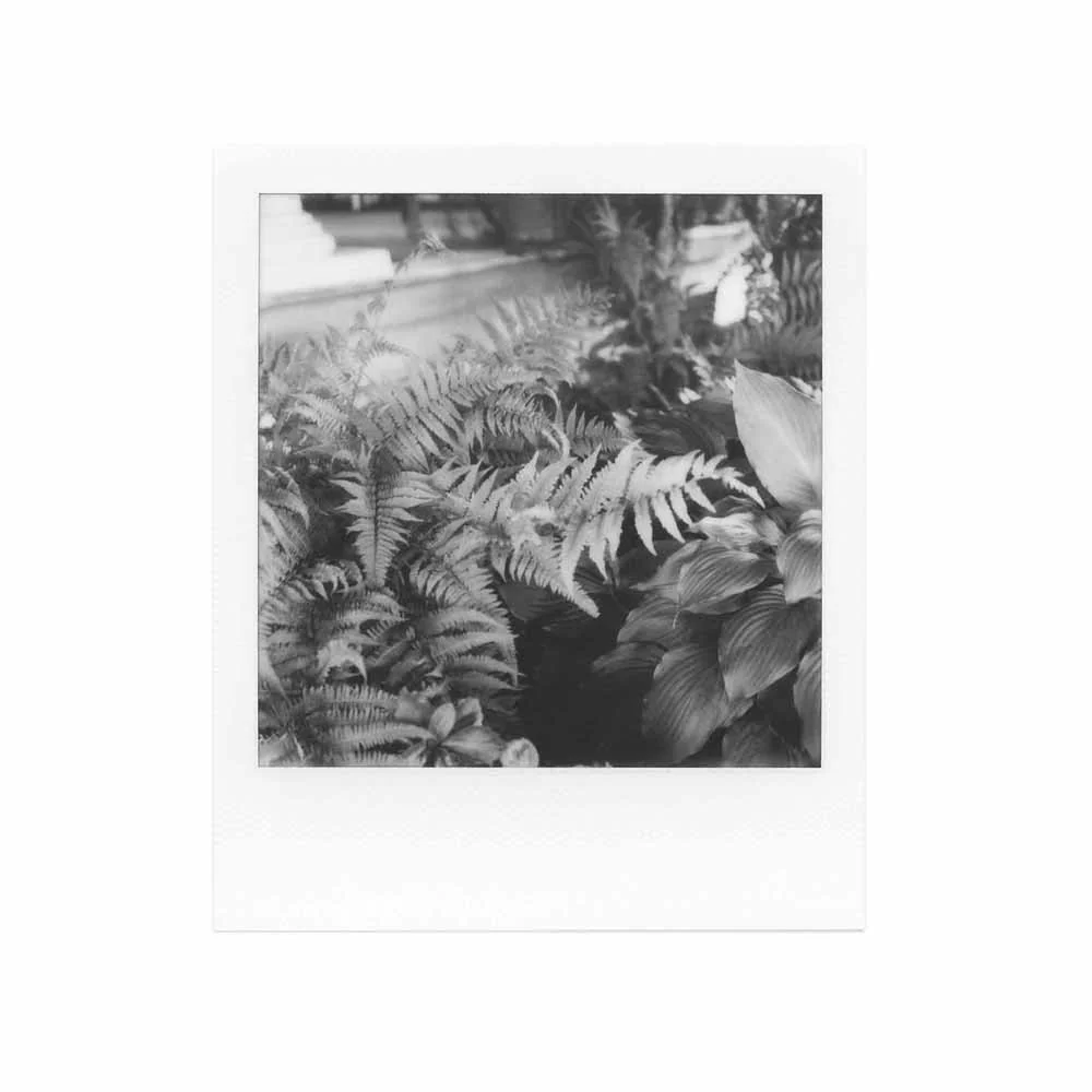 Polaroid 600 - B&W Film - Image 4