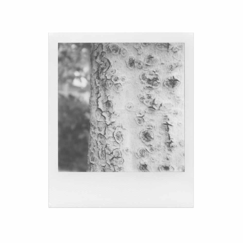 Polaroid | Black & White SX-70 Film - Image 3