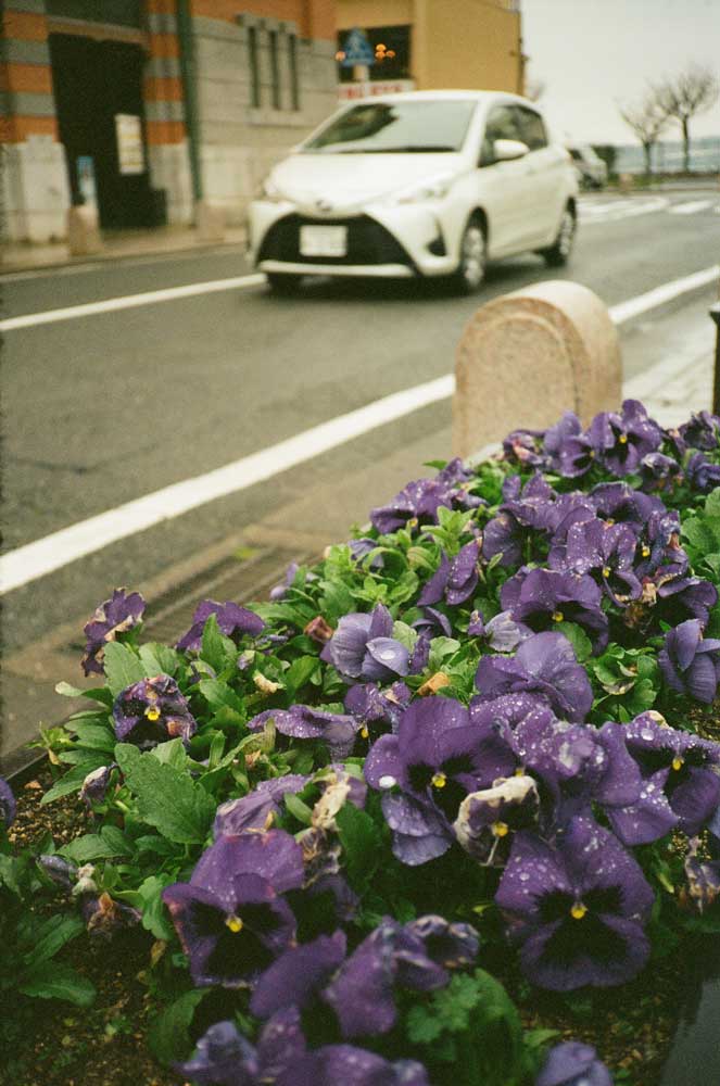Rollei 35AF - Image 13